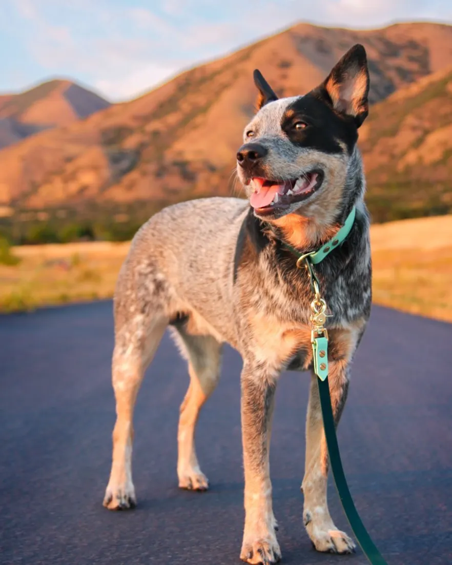 Waterproof Slip Collar & Multi-Way Leash Set | Built with BioThane®