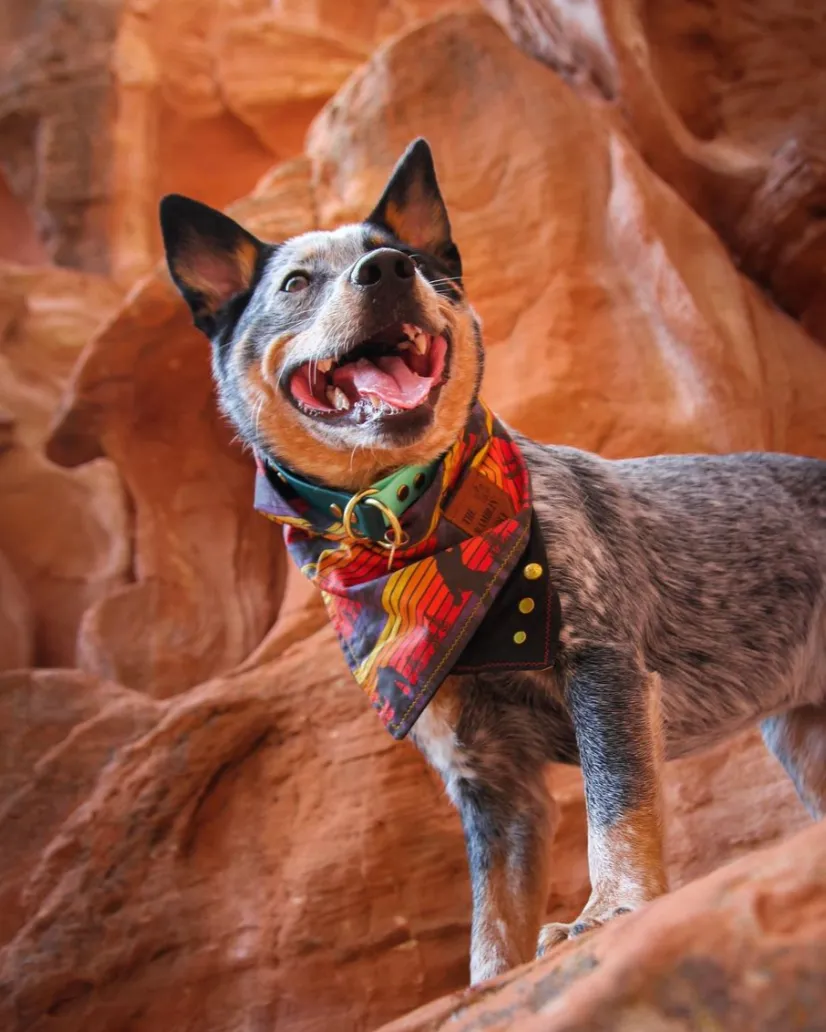 Waterproof Slip Collar & Multi-Way Leash Set | Built with BioThane®