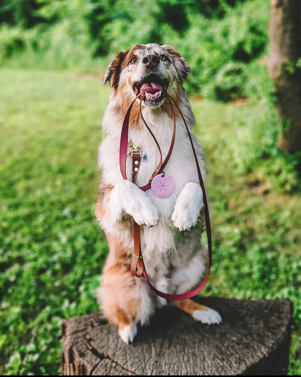 Waterproof Slip Collar & Multi-Way Leash Set | Built with BioThane®