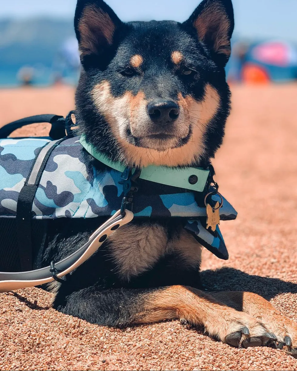 Waterproof Slip Collar & Multi-Way Leash Set | Built with BioThane®