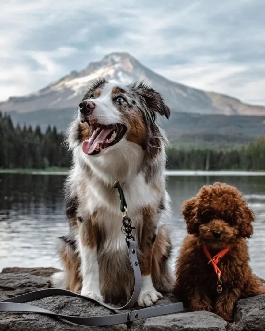 Waterproof Slip Collar & Multi-Way Leash Set | Built with BioThane®